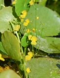 Utricularia gibba