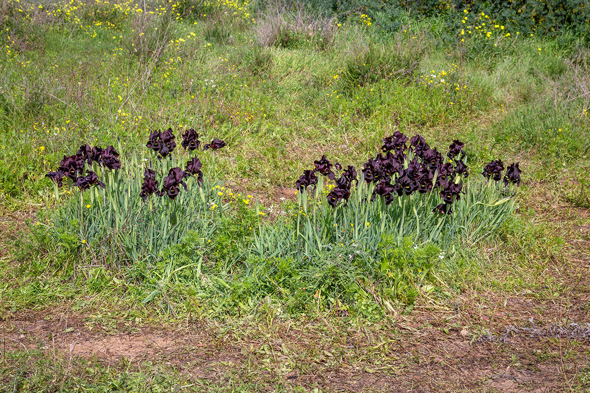 Изображение особи Iris atropurpurea.