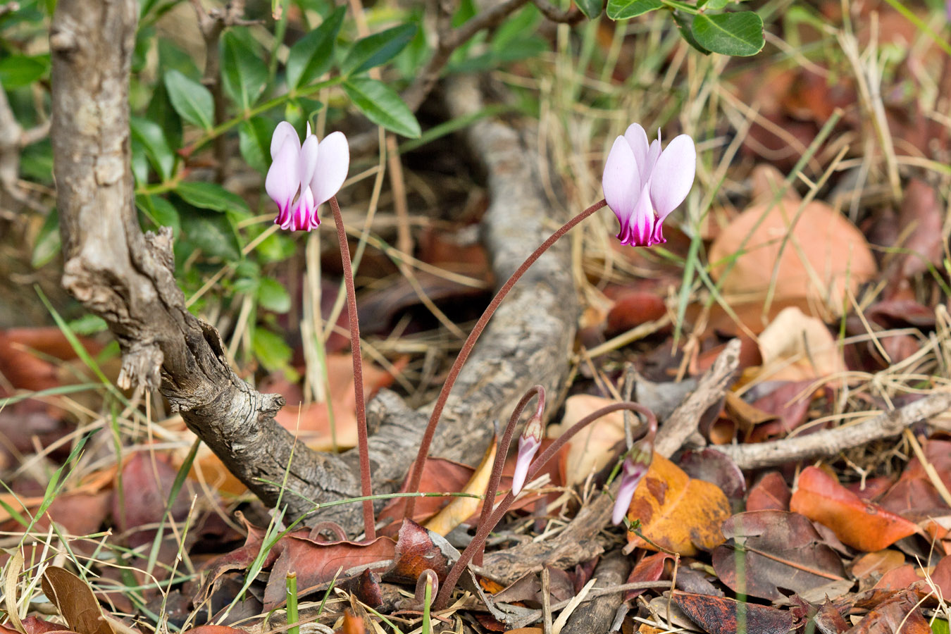 Image of Cyclamen hederifolium ssp. confusum specimen.