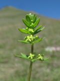 Cruciata glabra. Верхушка побега с цветками. Северная Осетия, гор. округ Владикавказ, окр. с. Чми, ок. 1500 м н.у.м., среднегорный луг. 07.05.2021.