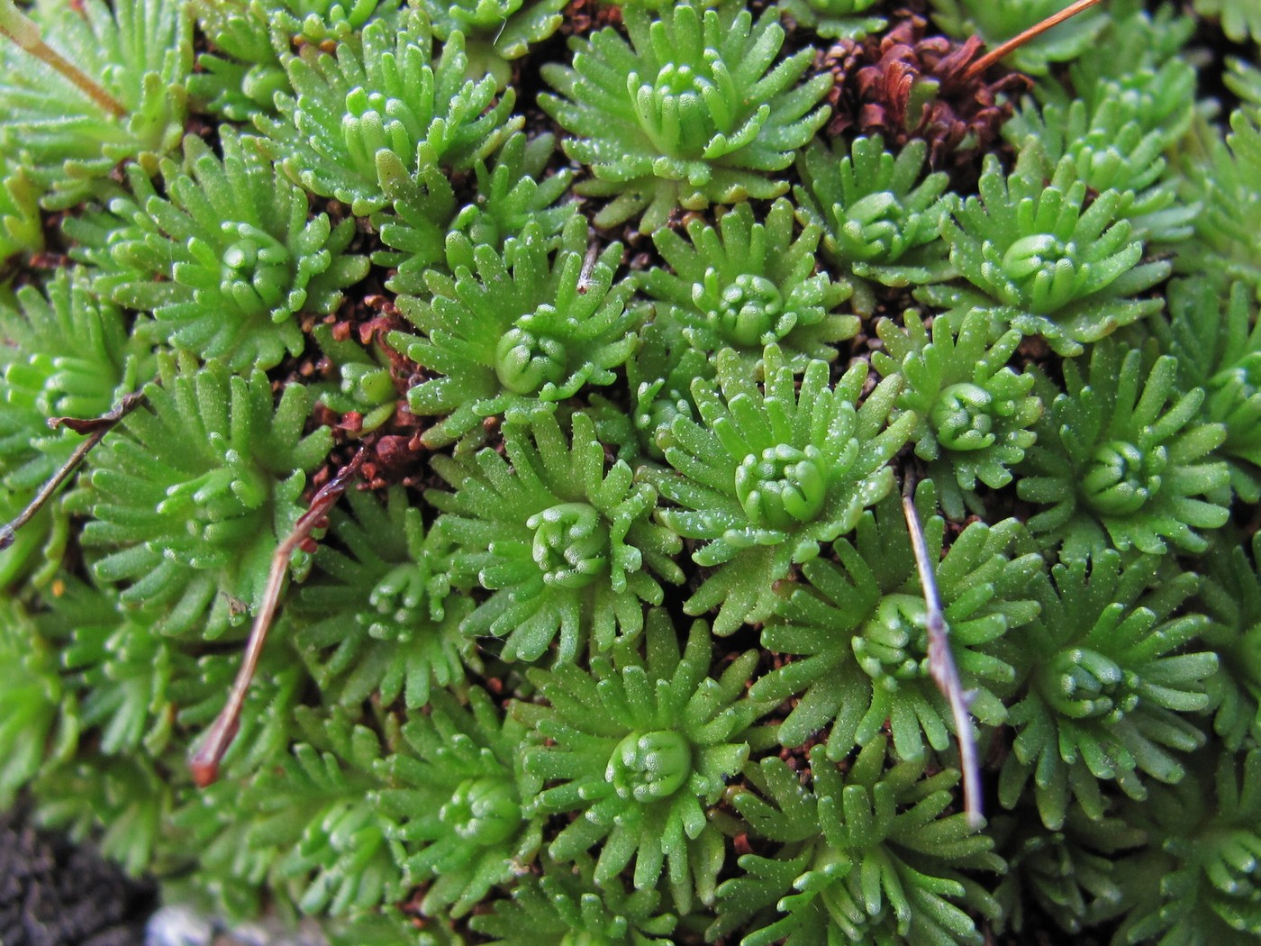 Image of Saxifraga moschata specimen.