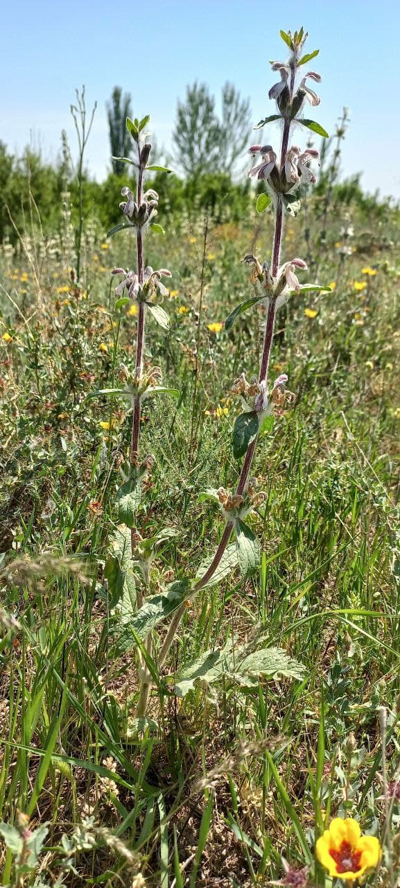 Image of Phlomoides kirghisorum specimen.