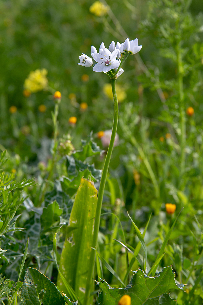 Image of Allium neapolitanum specimen.