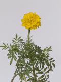 Tagetes erecta