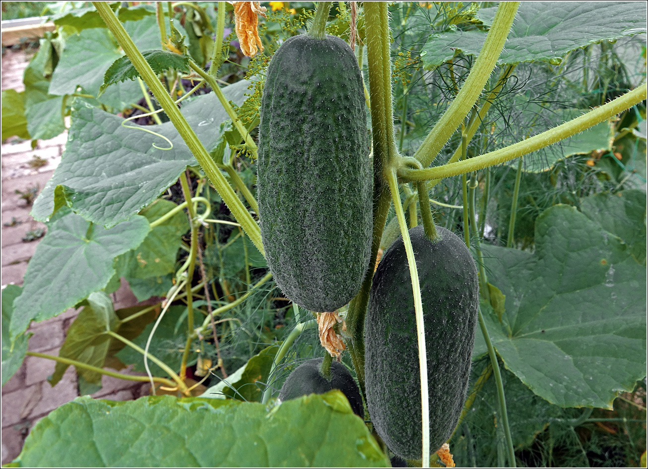 Image of Cucumis sativus specimen.