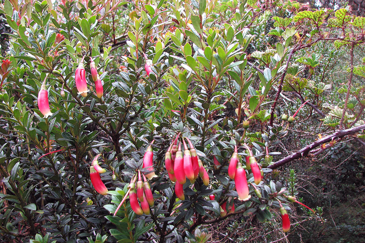 Image of genus Dimorphanthera specimen.