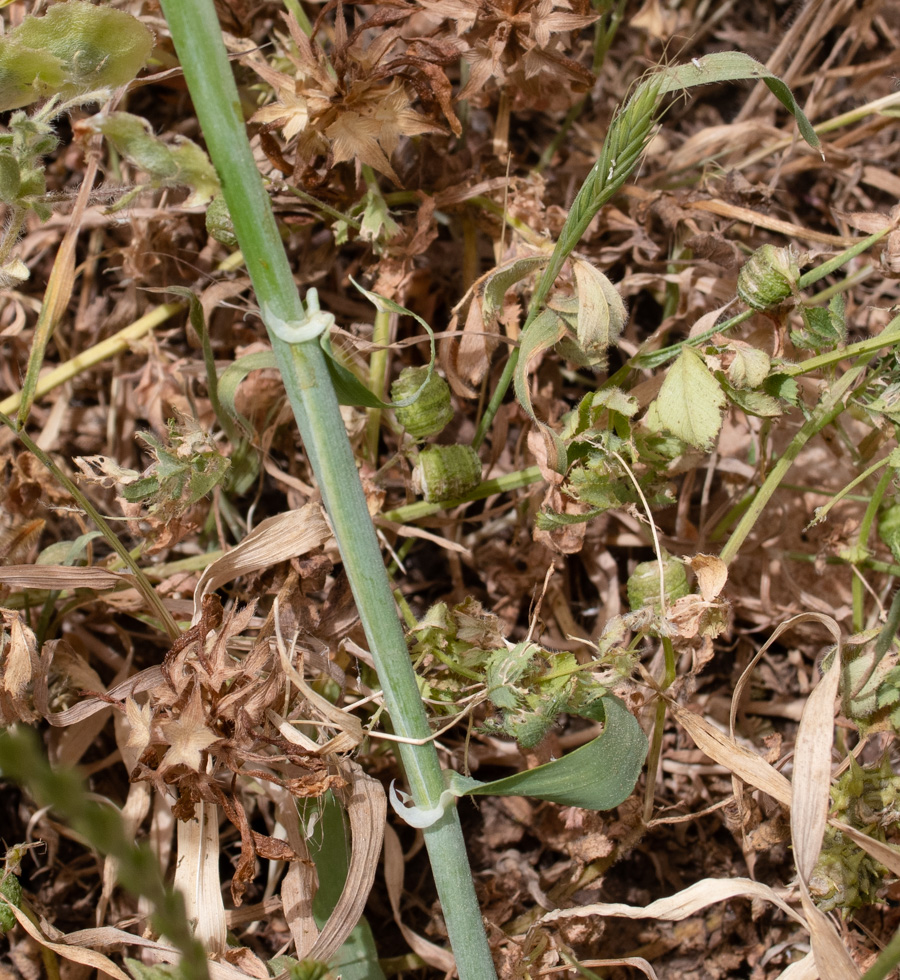 Image of Hordeum spontaneum specimen.