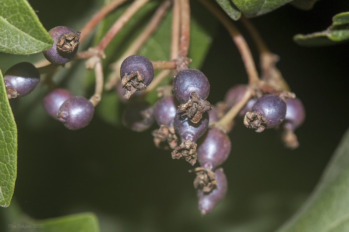 Изображение особи Viburnum tinus.