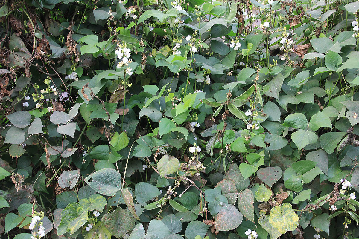 Image of familia Fabaceae specimen.