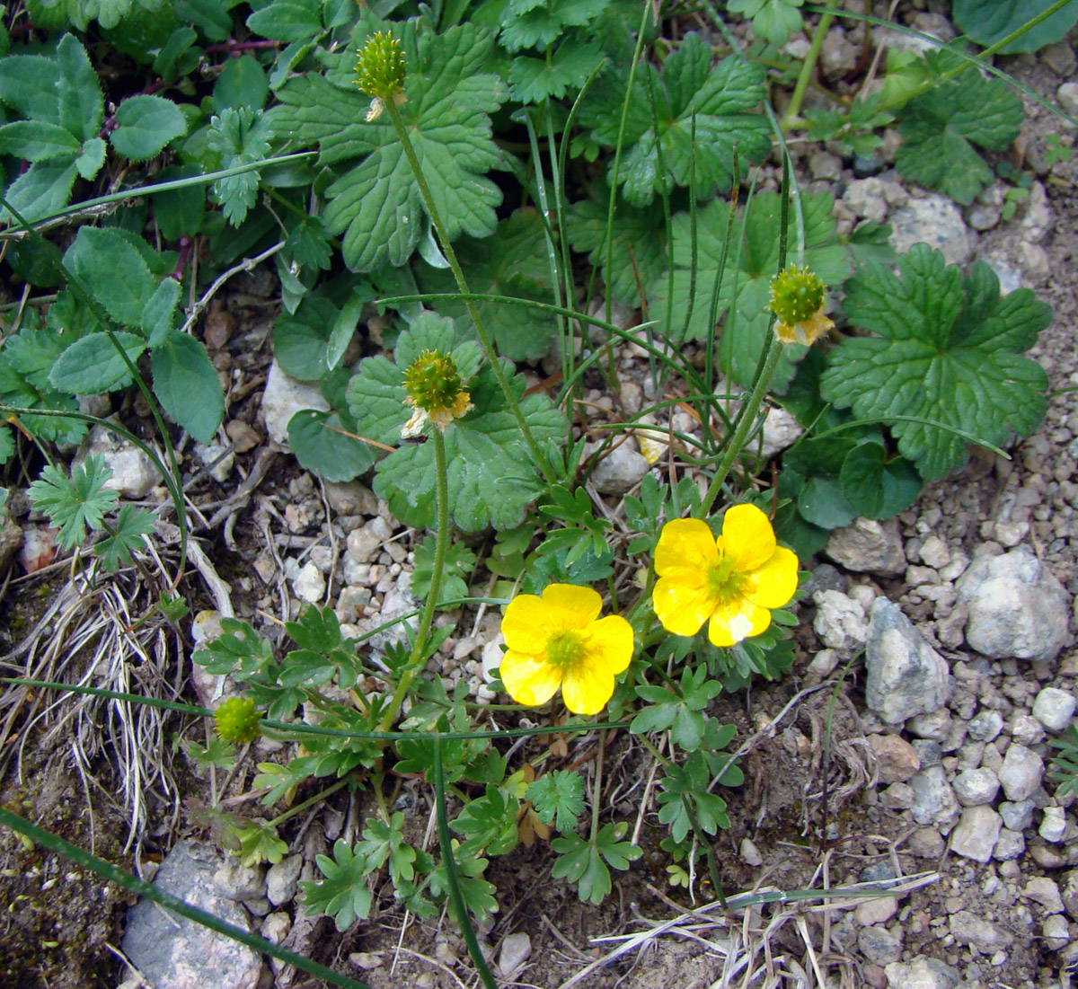 Image of Ranunculus brotherusii specimen.