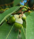 Quercus myrsinaefolia