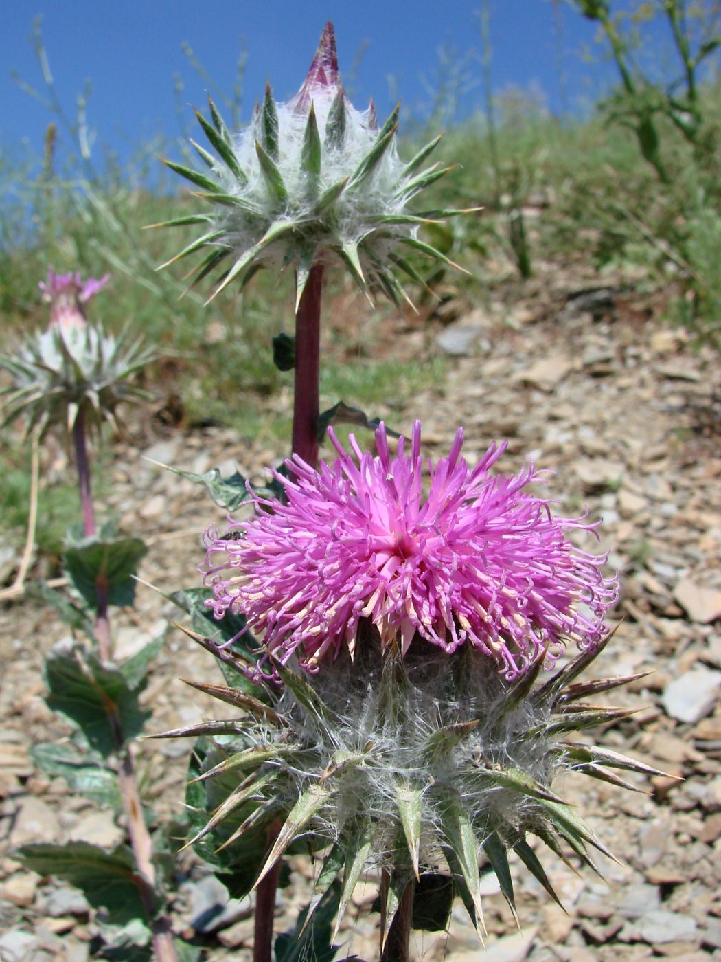 Image of Cousinia pseudodshisakensis specimen.