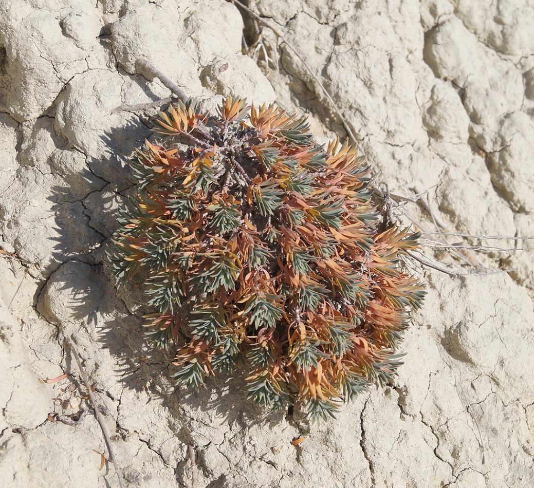 Image of Euphorbia petrophila specimen.