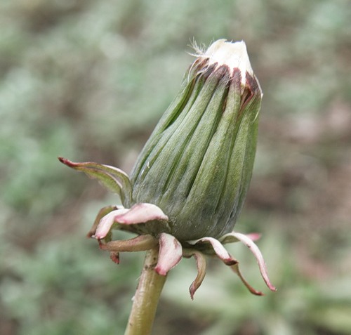 Image of genus Taraxacum specimen.