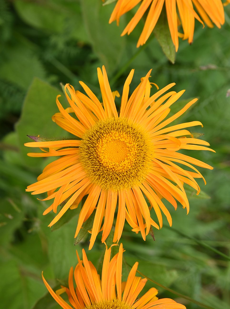 Изображение особи Inula orientalis.