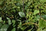 Solanum dulcamara