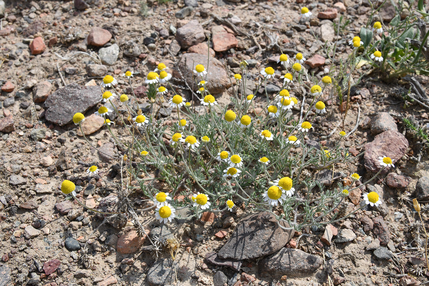 Image of Anthemis ruthenica specimen.