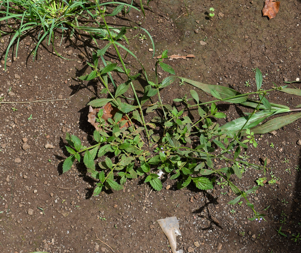 Image of Verbena litoralis specimen.