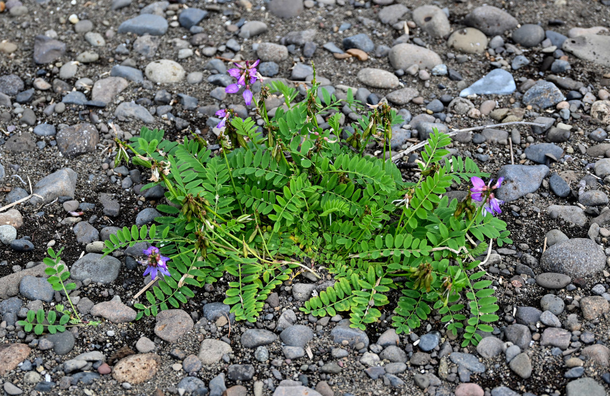 Image of Astragalus subpolaris specimen.