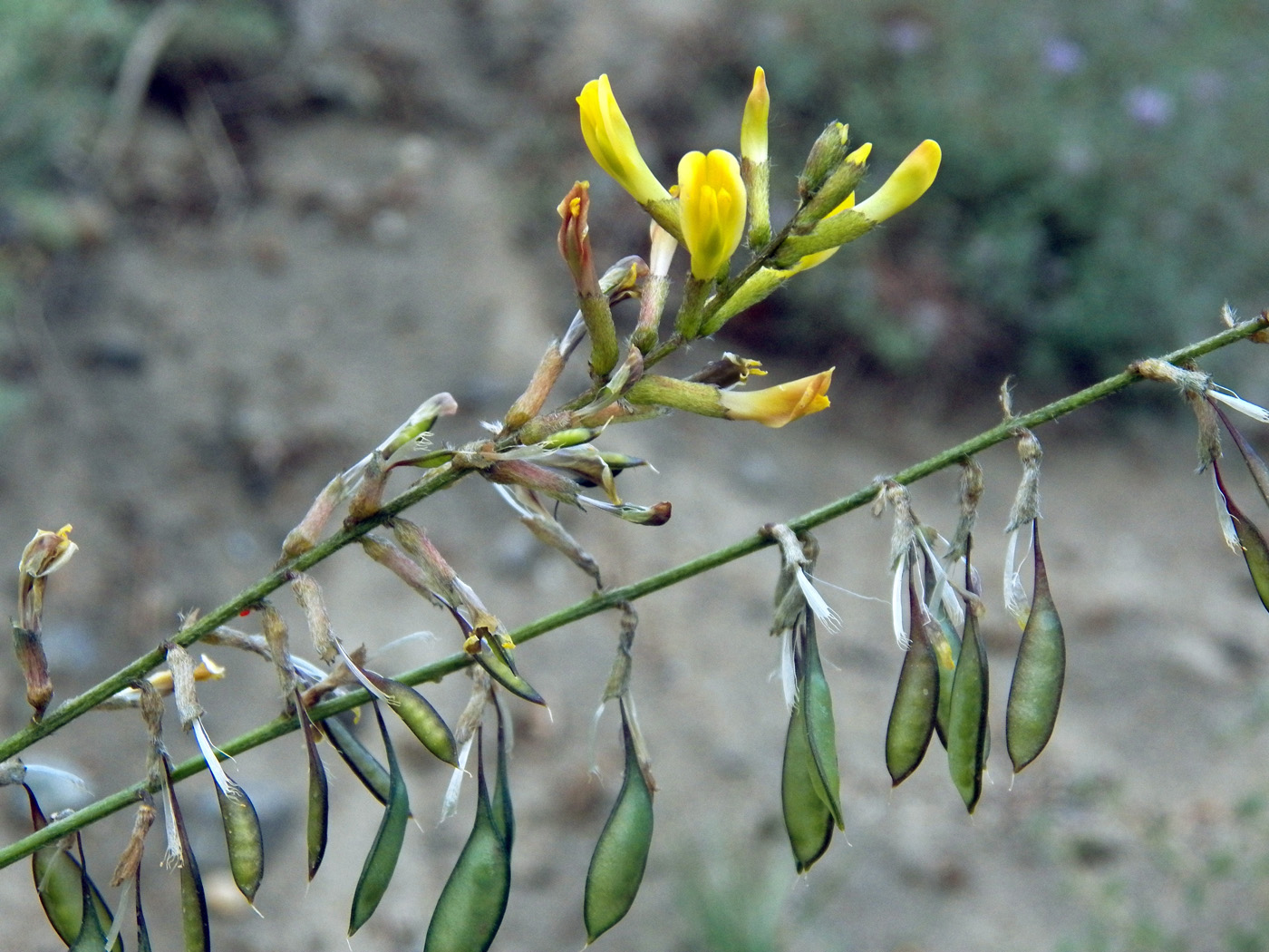 Изображение особи Astragalus scheremetewianus.