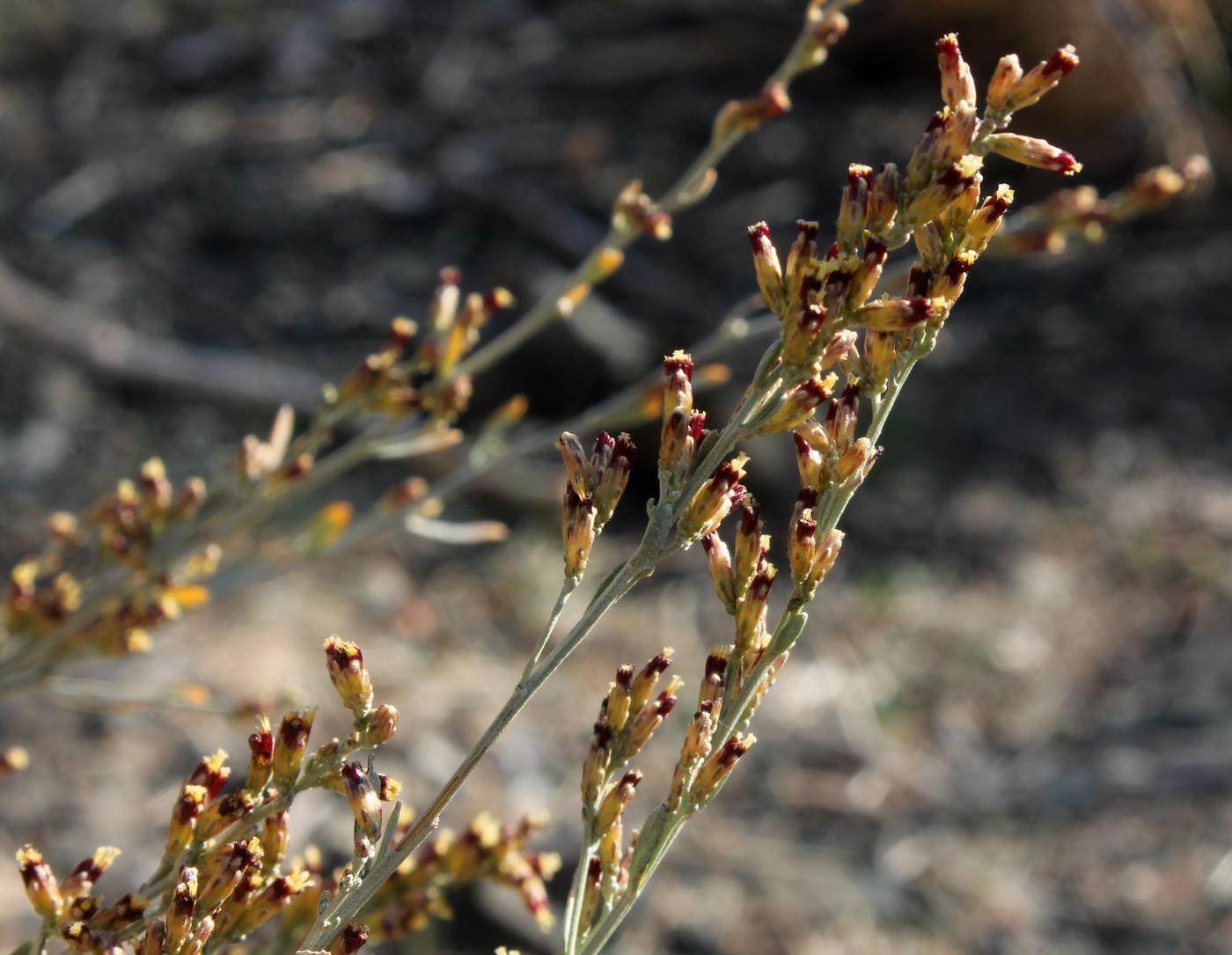 Image of genus Artemisia specimen.