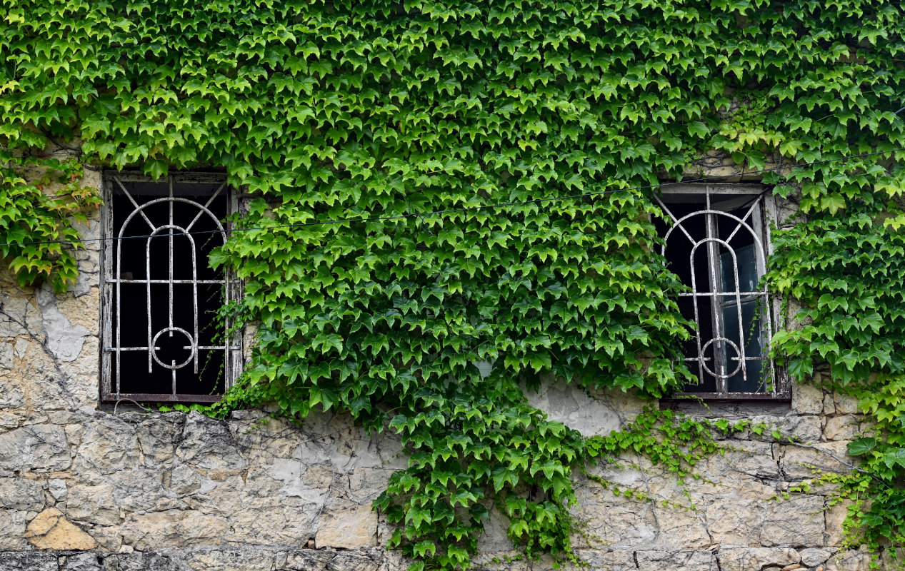 Image of Parthenocissus tricuspidata specimen.