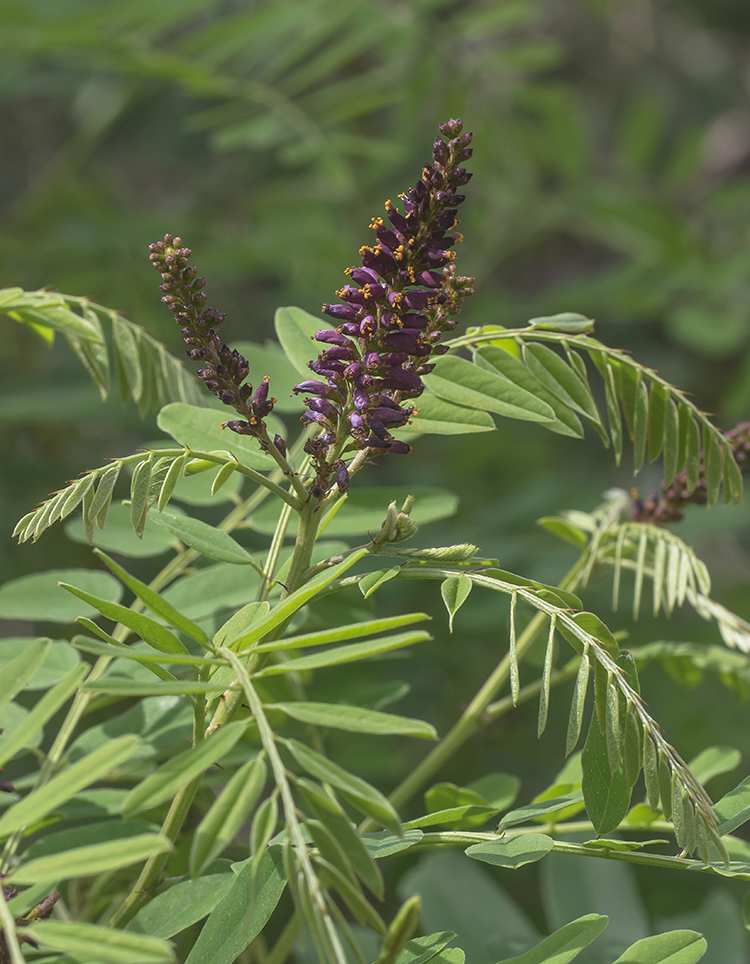 Изображение особи Amorpha fruticosa.