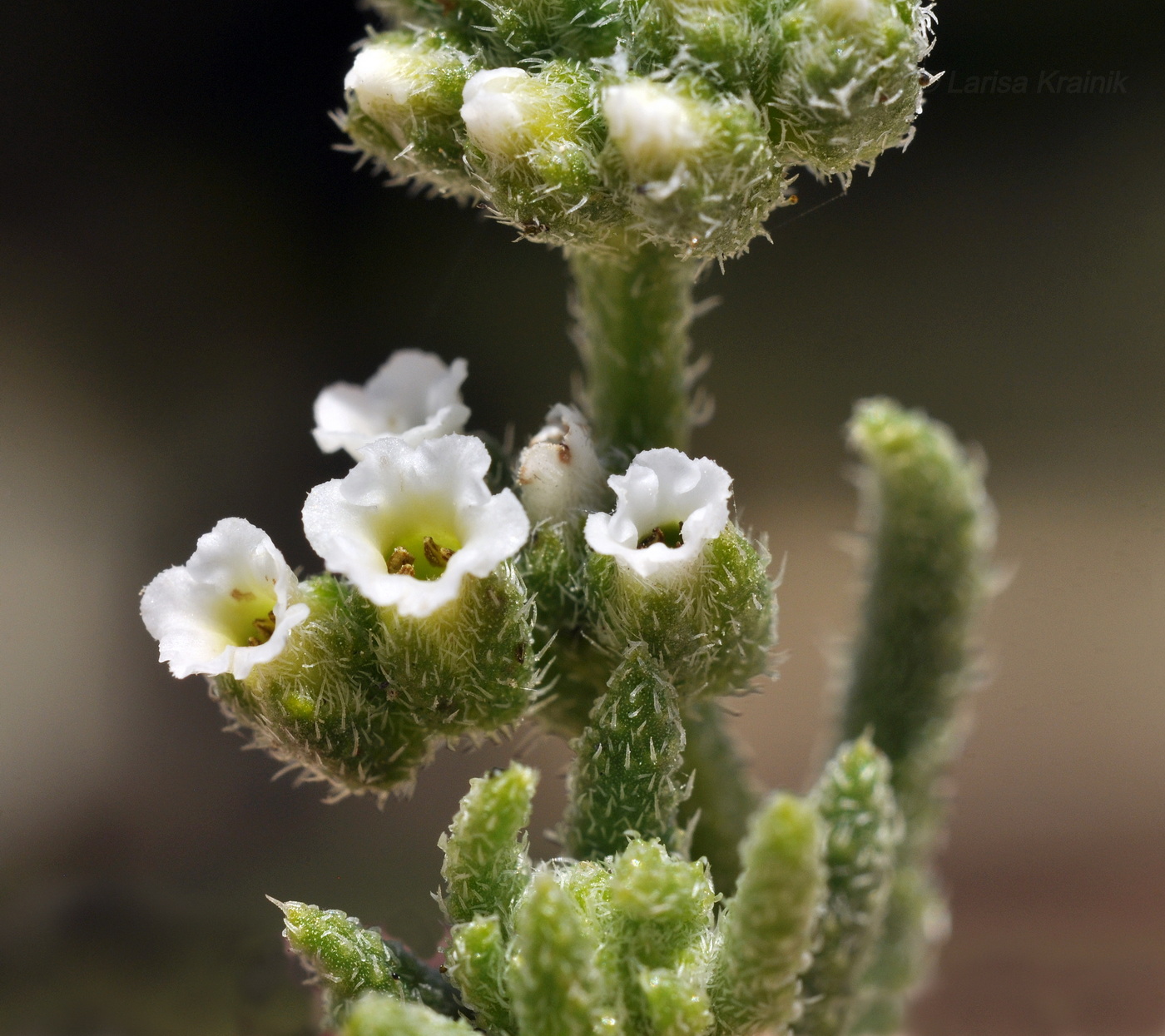 Изображение особи Heliotropium bacciferum.