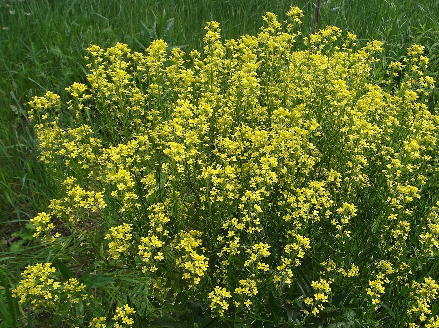 Изображение особи Bunias orientalis.