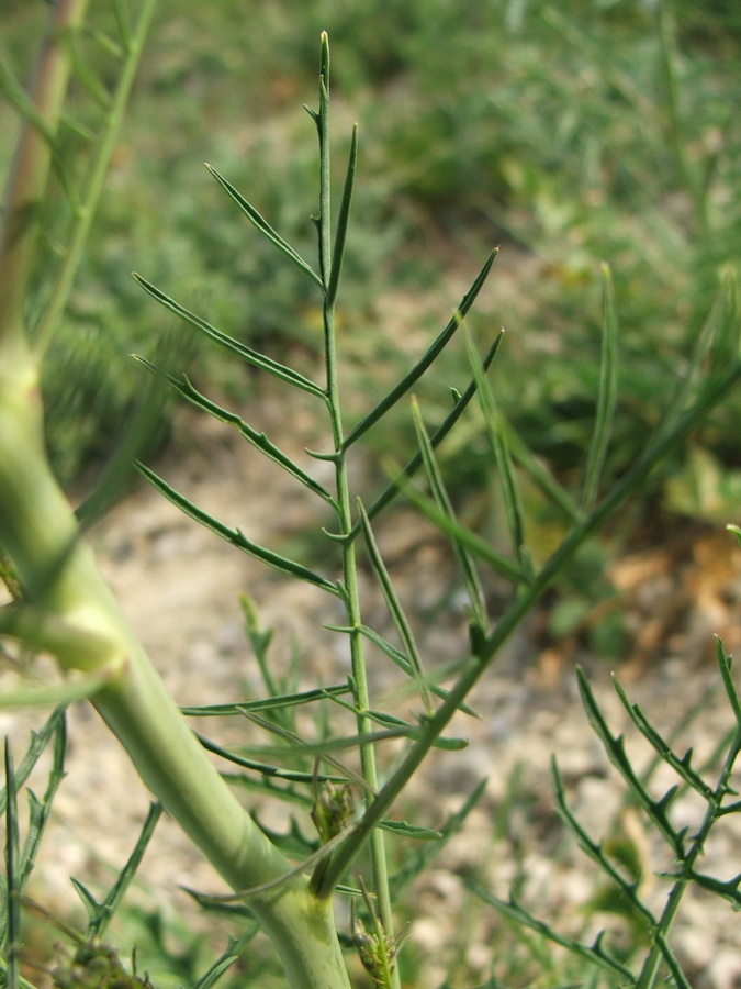 Image of Sisymbrium altissimum specimen.