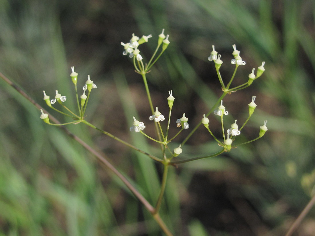 Image of Palimbia rediviva specimen.