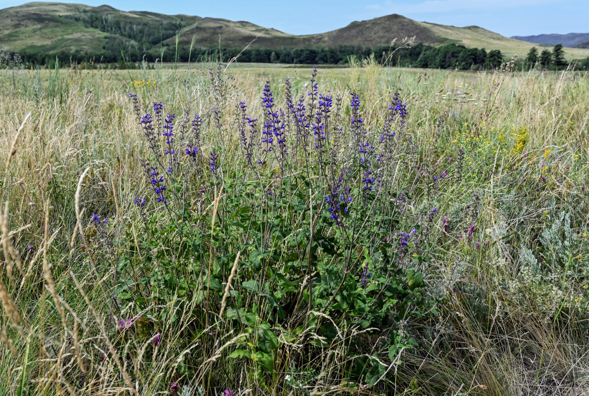 Image of Salvia stepposa specimen.