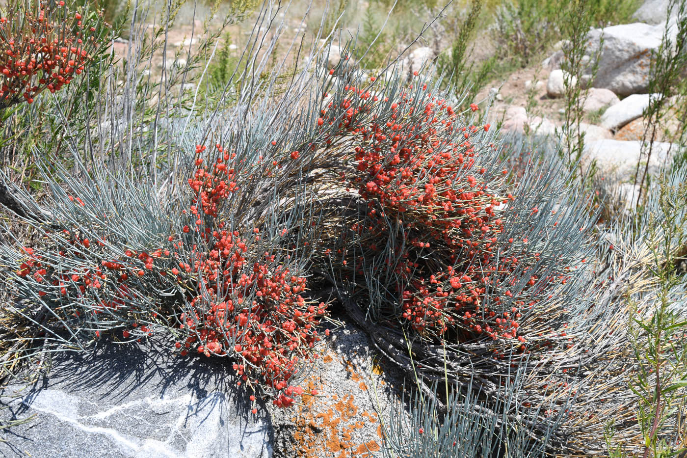 Image of Ephedra intermedia specimen.