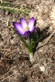 Смотреть изображение Crocus sativus