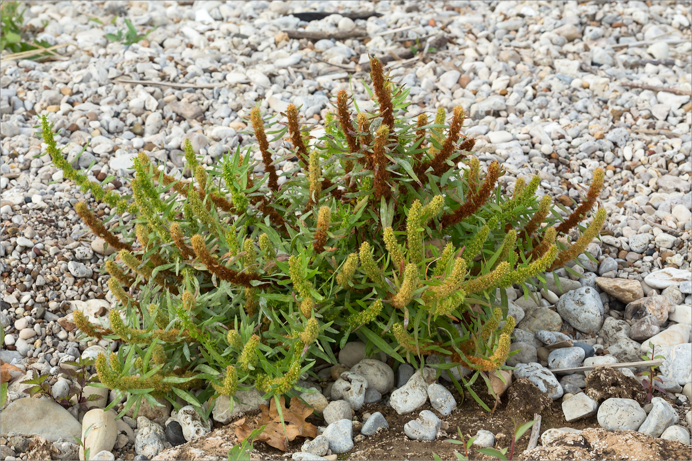 Изображение особи Rumex maritimus.