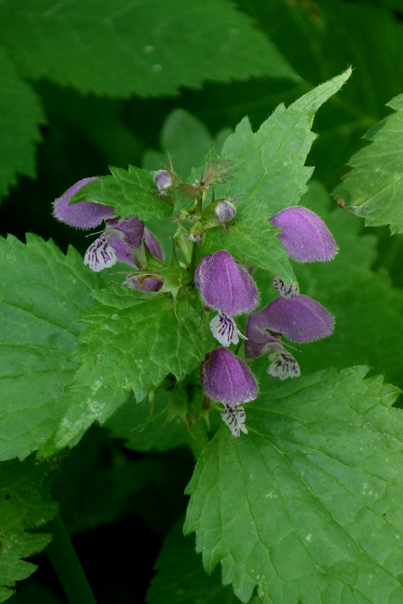 Изображение особи Lamium maculatum.