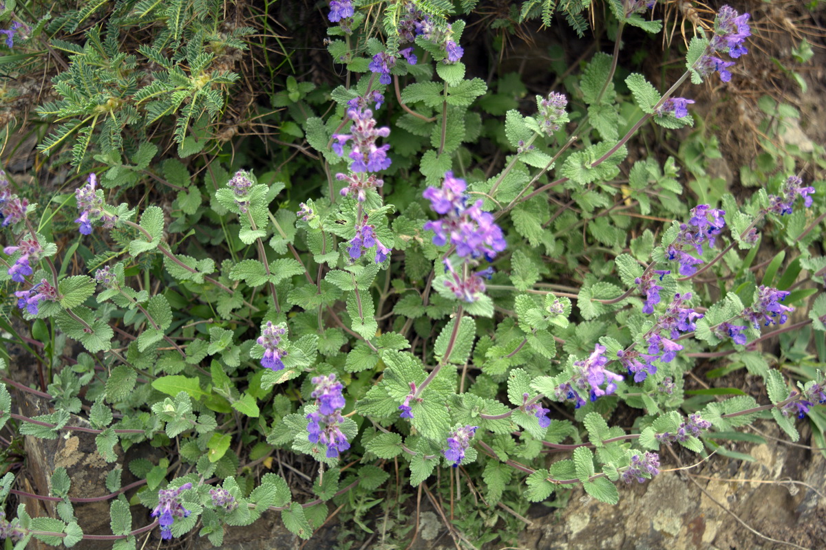 Image of genus Nepeta specimen.