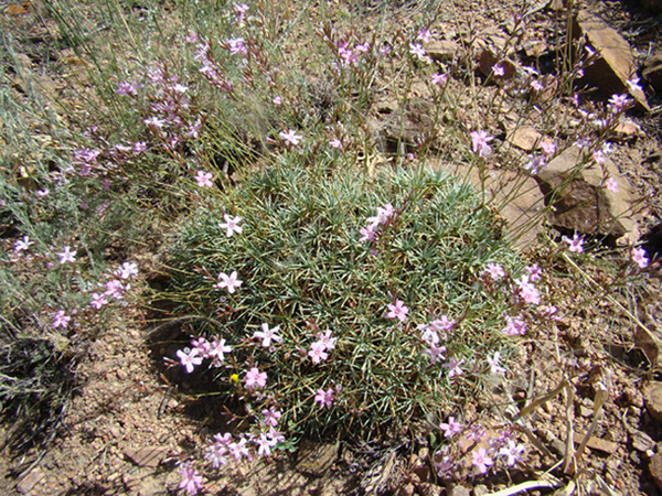 Image of Acantholimon aulieatense specimen.