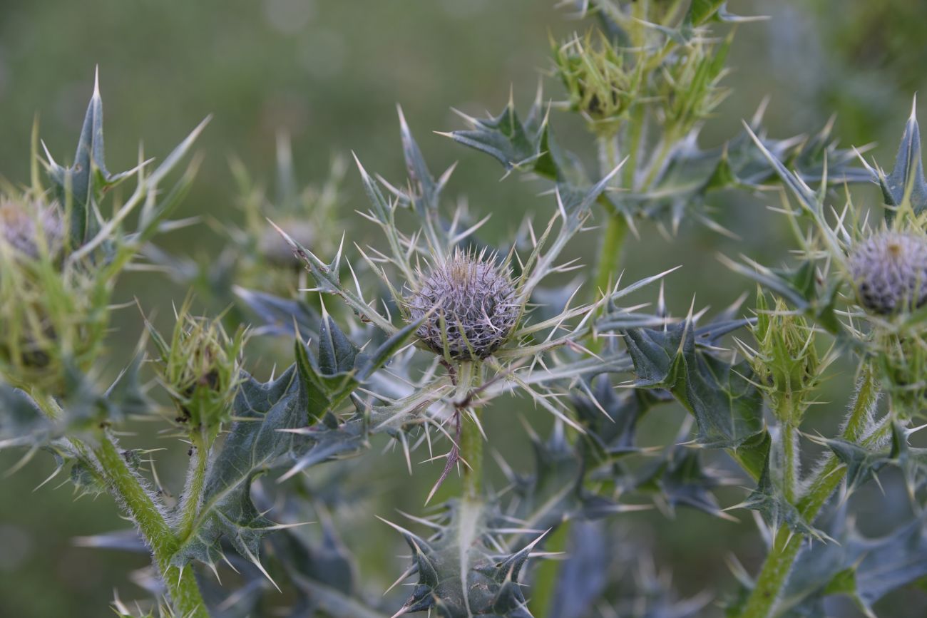 Image of Cirsium pugnax specimen.