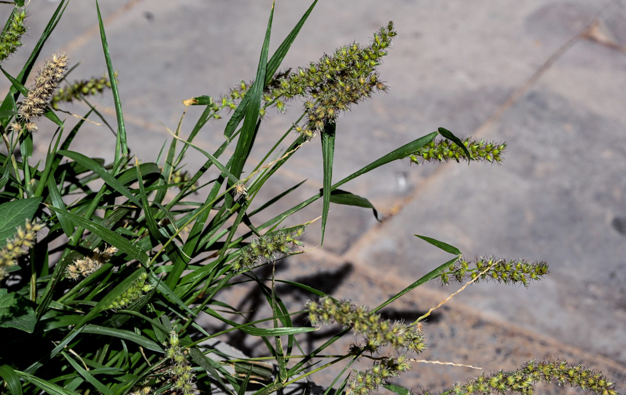 Изображение особи Cenchrus echinatus.