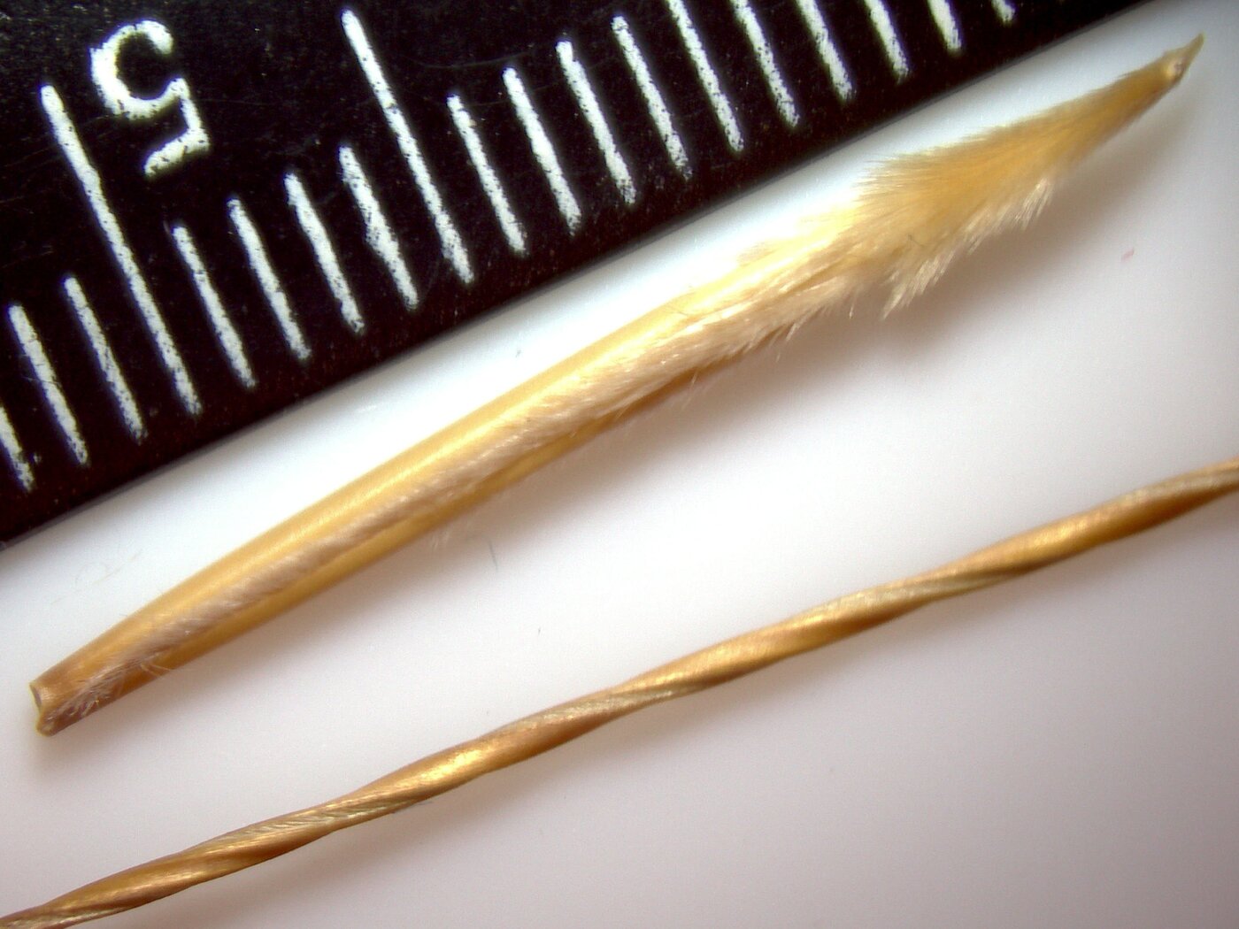 Image of Stipa pulcherrima specimen.