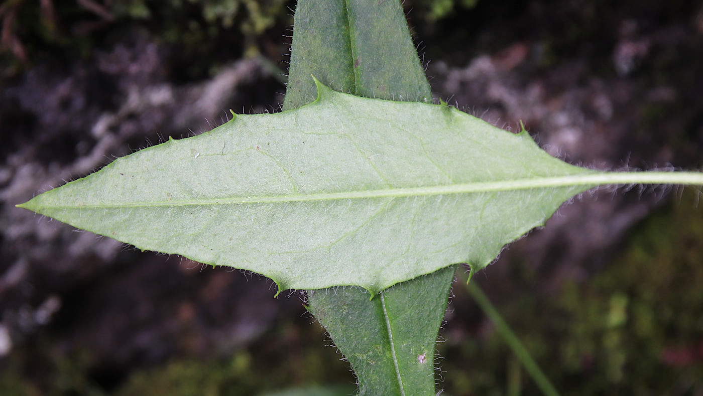 Image of Hieracium distractifolium specimen.