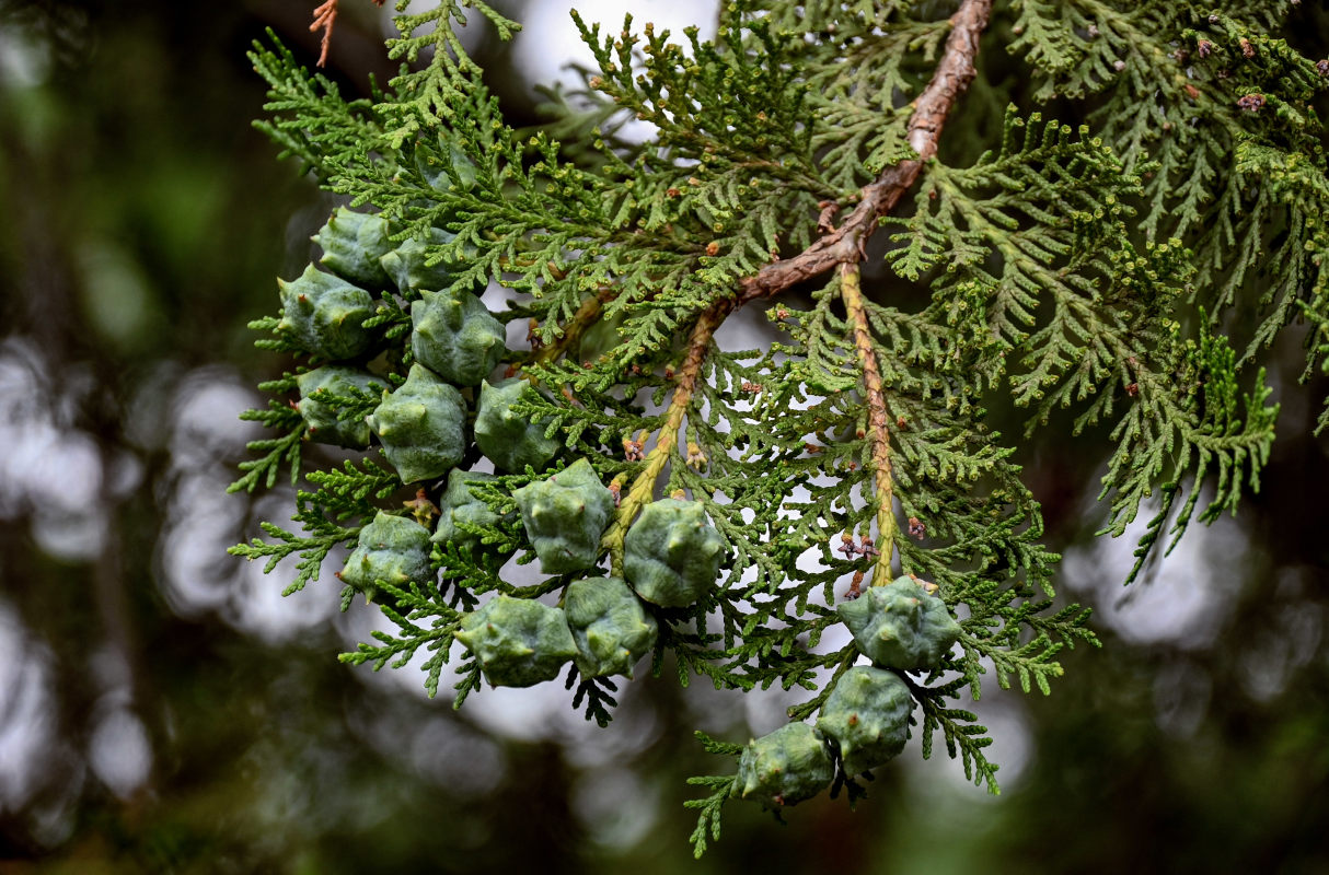 Изображение особи Platycladus orientalis.