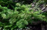 Abies sachalinensis. Верхушка ветви. Сахалин, Холмский гор. округ, окр. мыса Слепиковского, опушка смешанного леса. 26.08.2023.