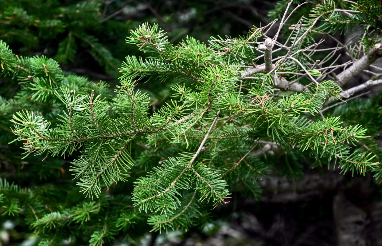 Изображение особи Abies sachalinensis.