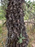 род Quercus. Часть поросшего лишайниками и мхами ствола с водяным побегом. Крым, Южный Берег, окр. пос. Лесной, дубово-кустарниковое редколесье. 26.05.2024.