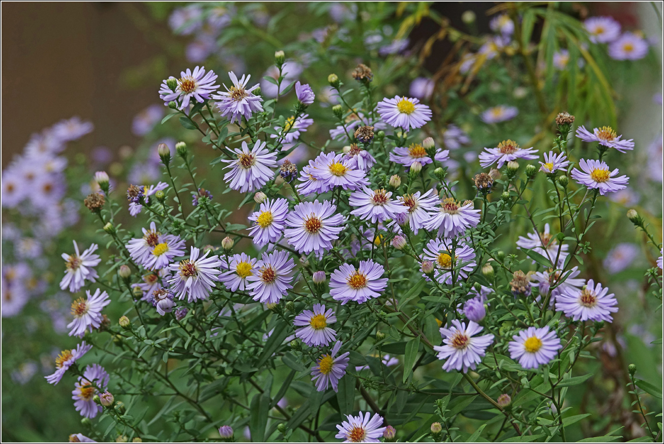 Изображение особи Symphyotrichum &times; versicolor.