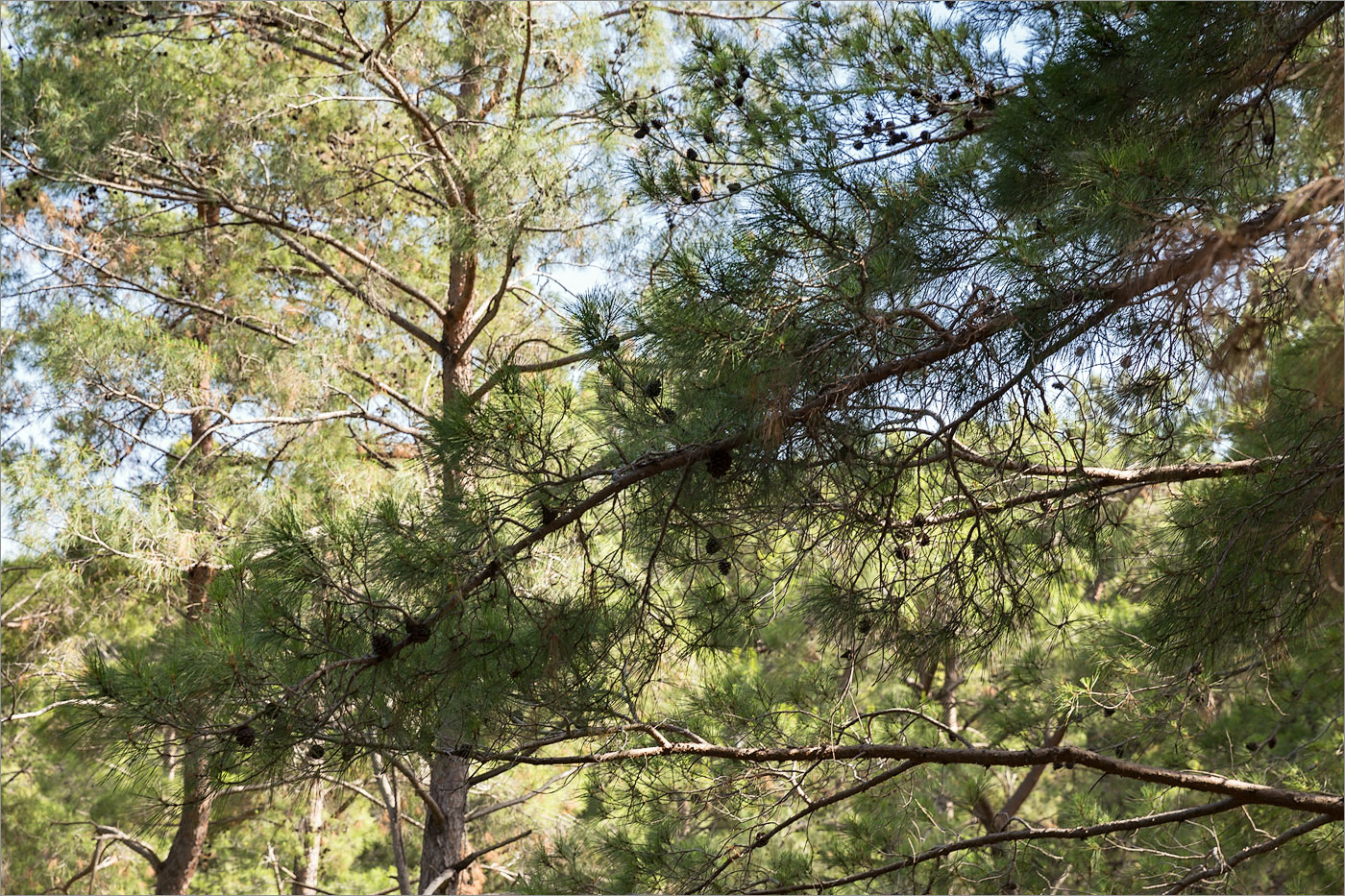 Изображение особи Pinus brutia.