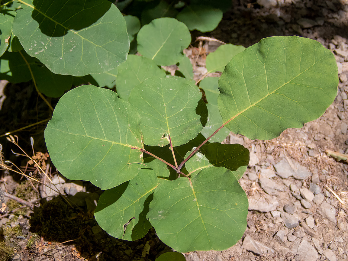 Изображение особи Cotinus coggygria.