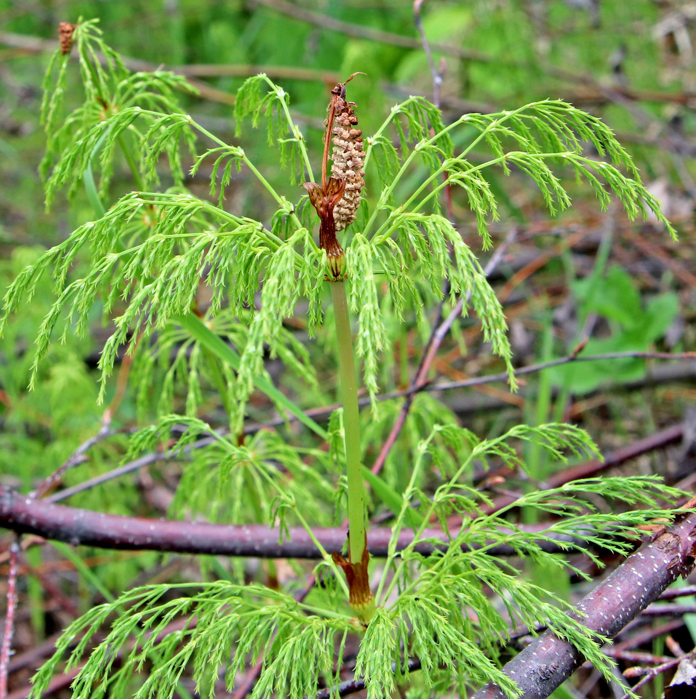 Image of Equisetum sylvaticum specimen.